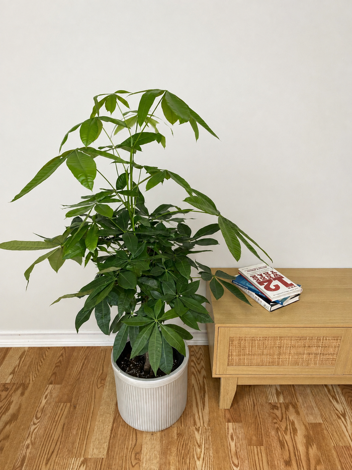 10" Braided Money Tree 3 Feet Tall