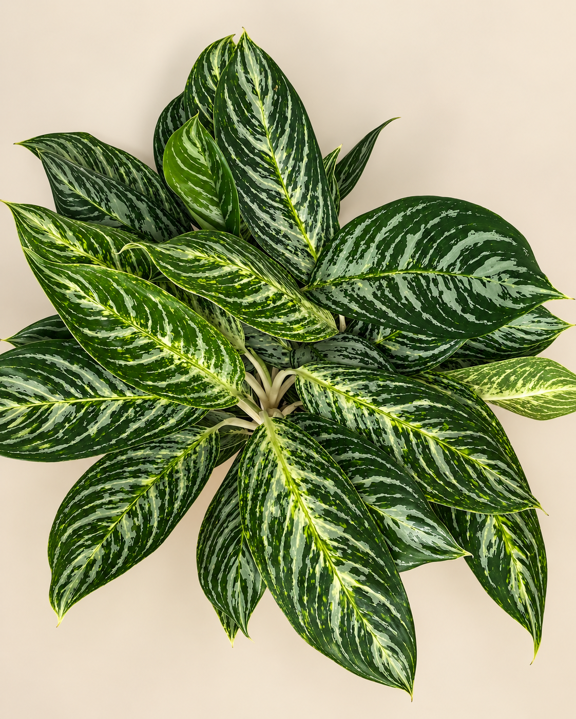 10" Aglaonema Golden Madonna