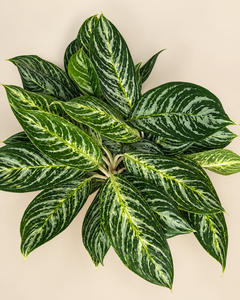 10" Aglaonema Golden Madonna