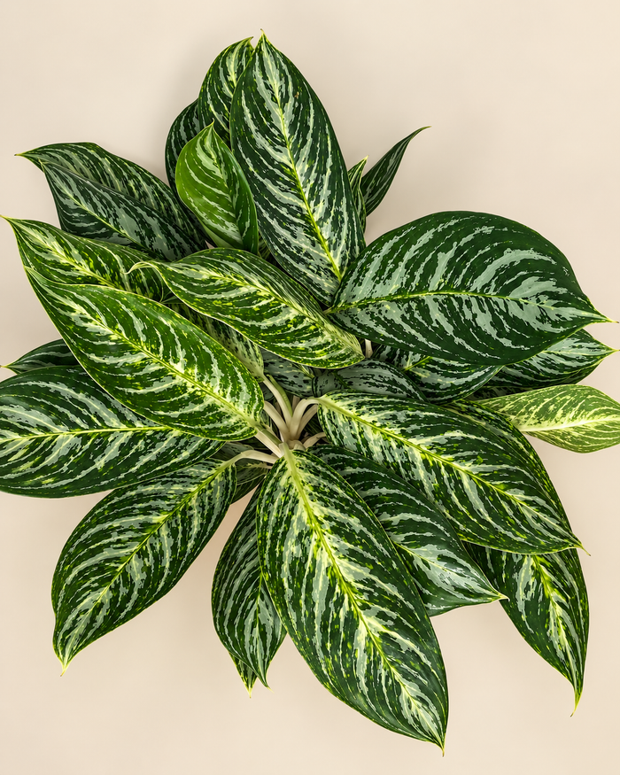 10" Aglaonema Golden Madonna