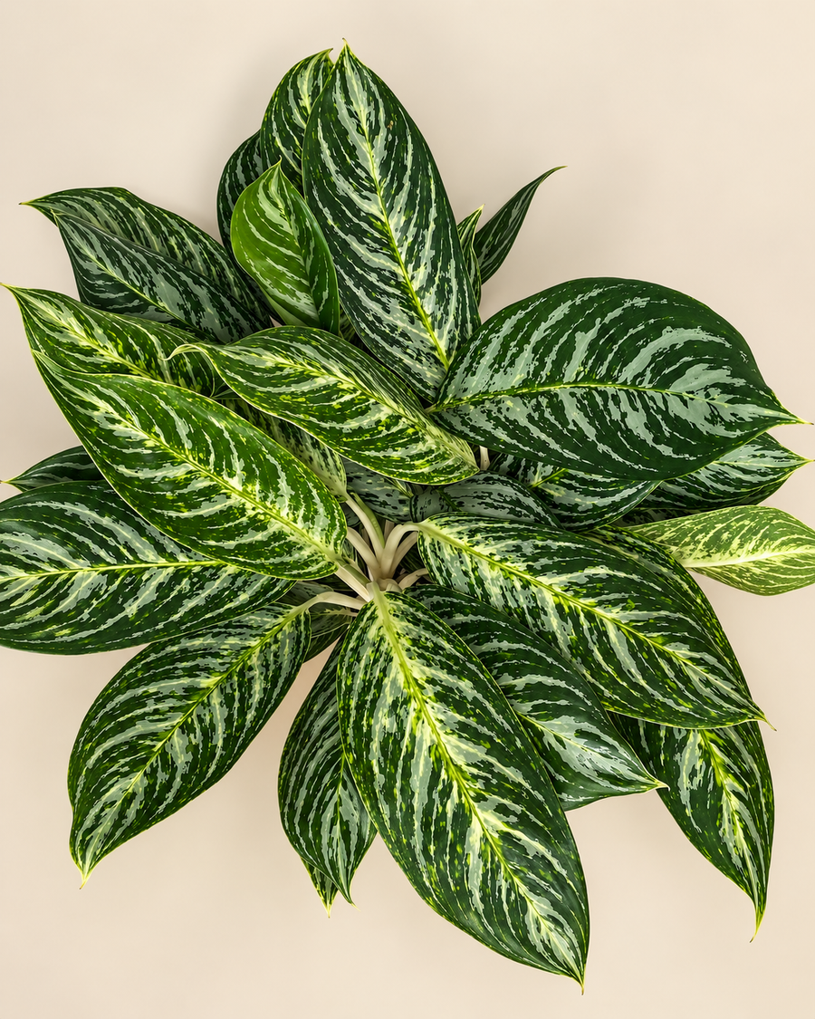 10" Aglaonema Golden Madonna