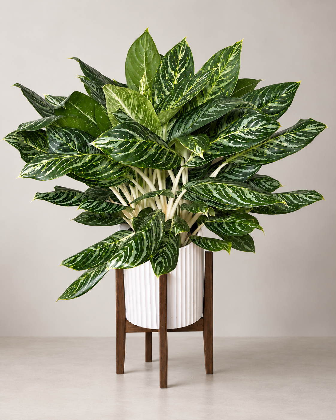 10" Aglaonema Golden Madonna
