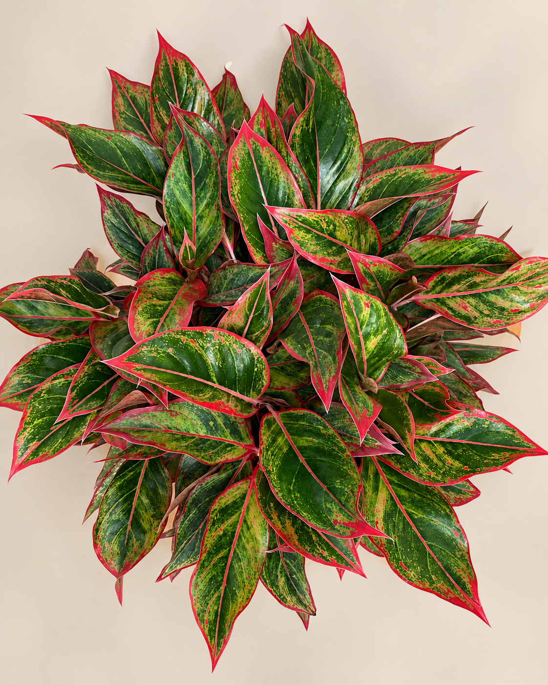 10" Aglaonema Jasper Jones