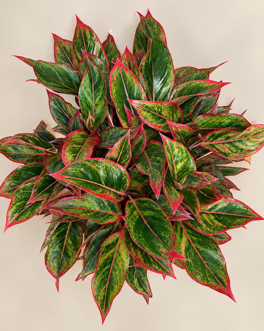 10" Aglaonema Jasper Jones
