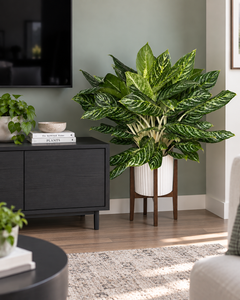 10" Aglaonema Golden Madonna