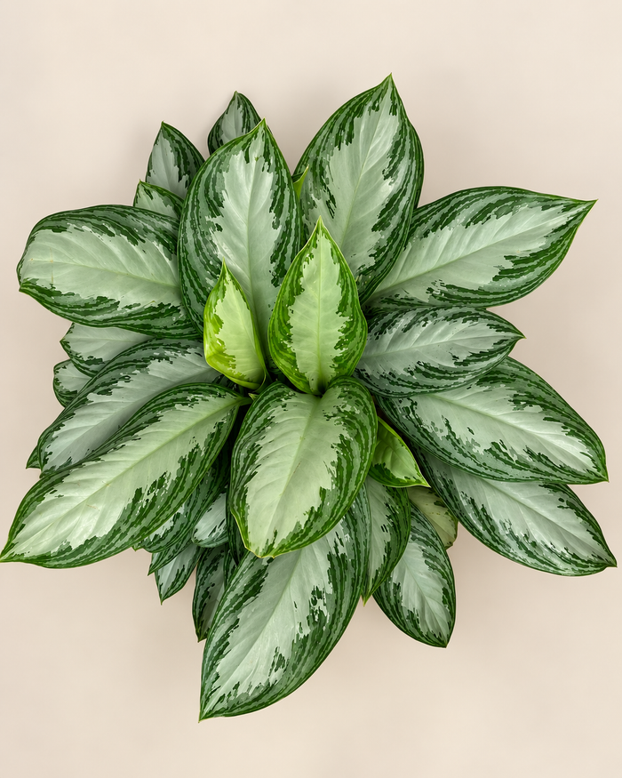 Aglaonema Silver Bay