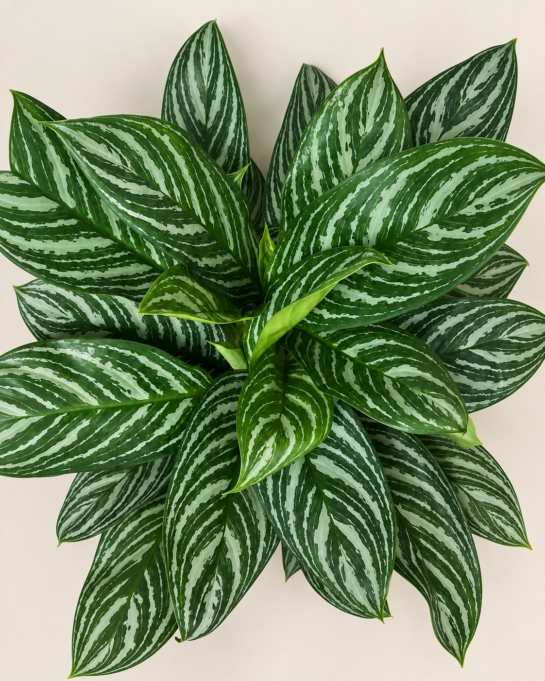 8" Aglaonema Stripes