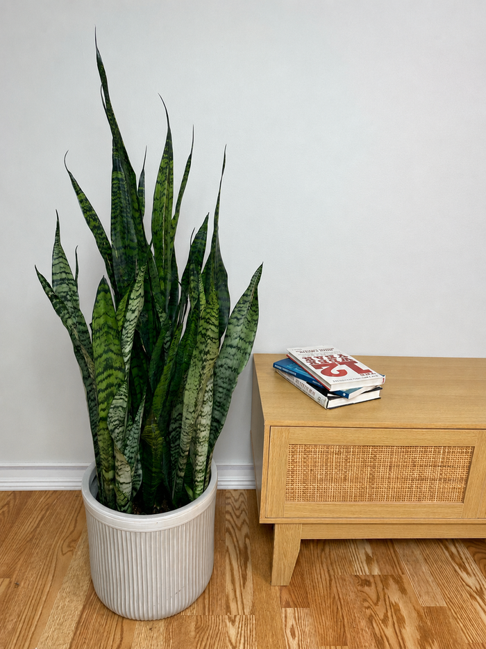10" Snake Plant Coral 3 Feet Tall