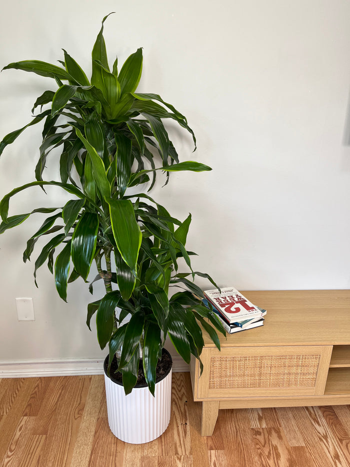 10" Dracaena Art Cane 3-2-1