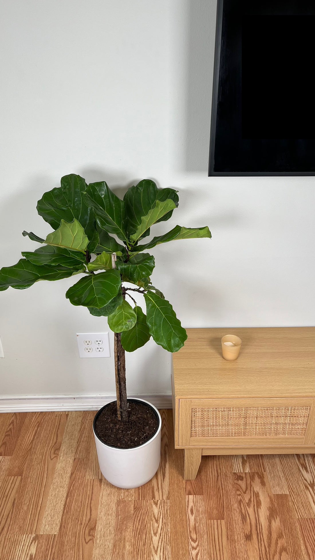 10" Fiddle Leaf Fig 4 Feet Tall