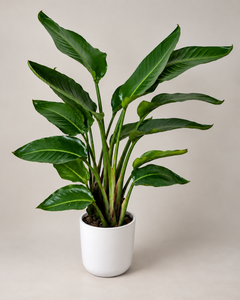 10-inch Bird of Paradise plant against a neutral background