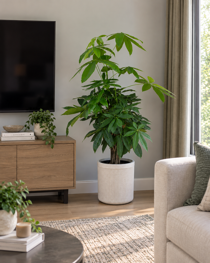 10" Braided Money Tree