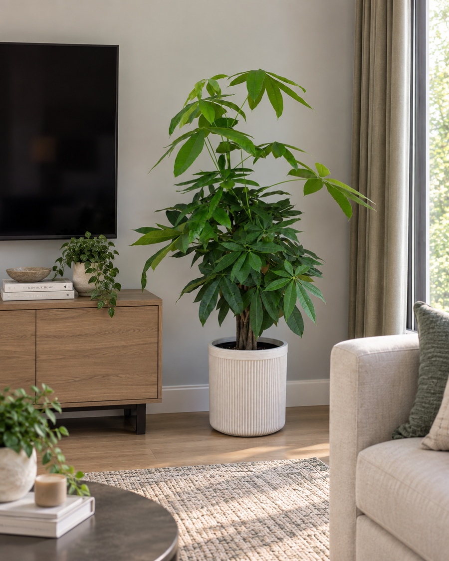 10" Braided Money Tree
