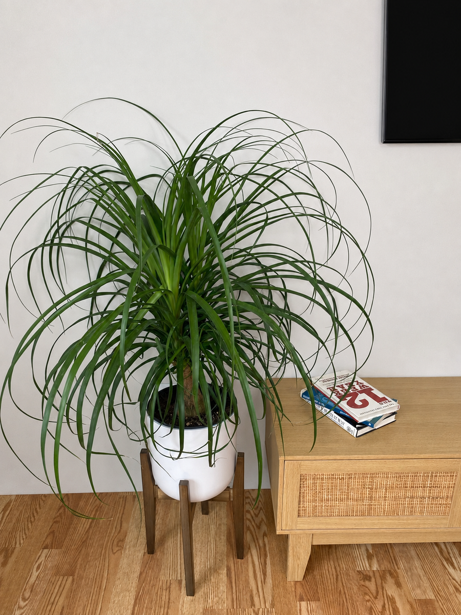 10" Ponytail Palm 3 Feet Tall