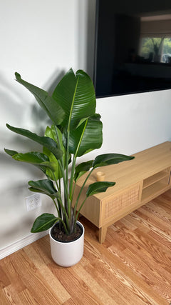 8" Bird of Paradise White 4 Feet Tall