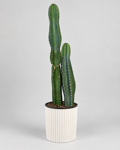 10" Cactus Cereus Peruvianus