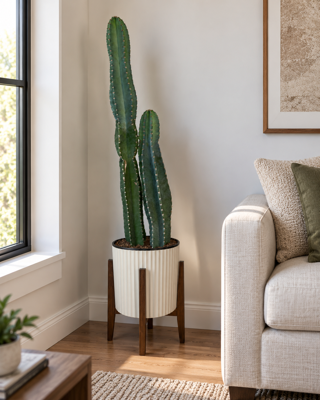10" Cactus Cereus Peruvianus