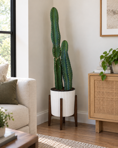 10" Cactus Cereus Peruvianus