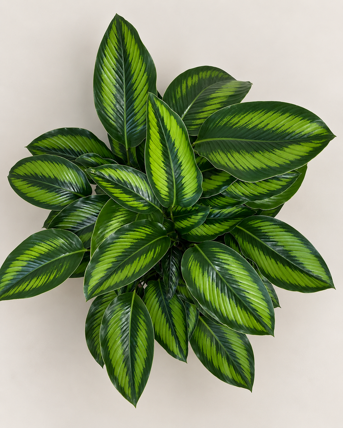 Calathea Beauty Star