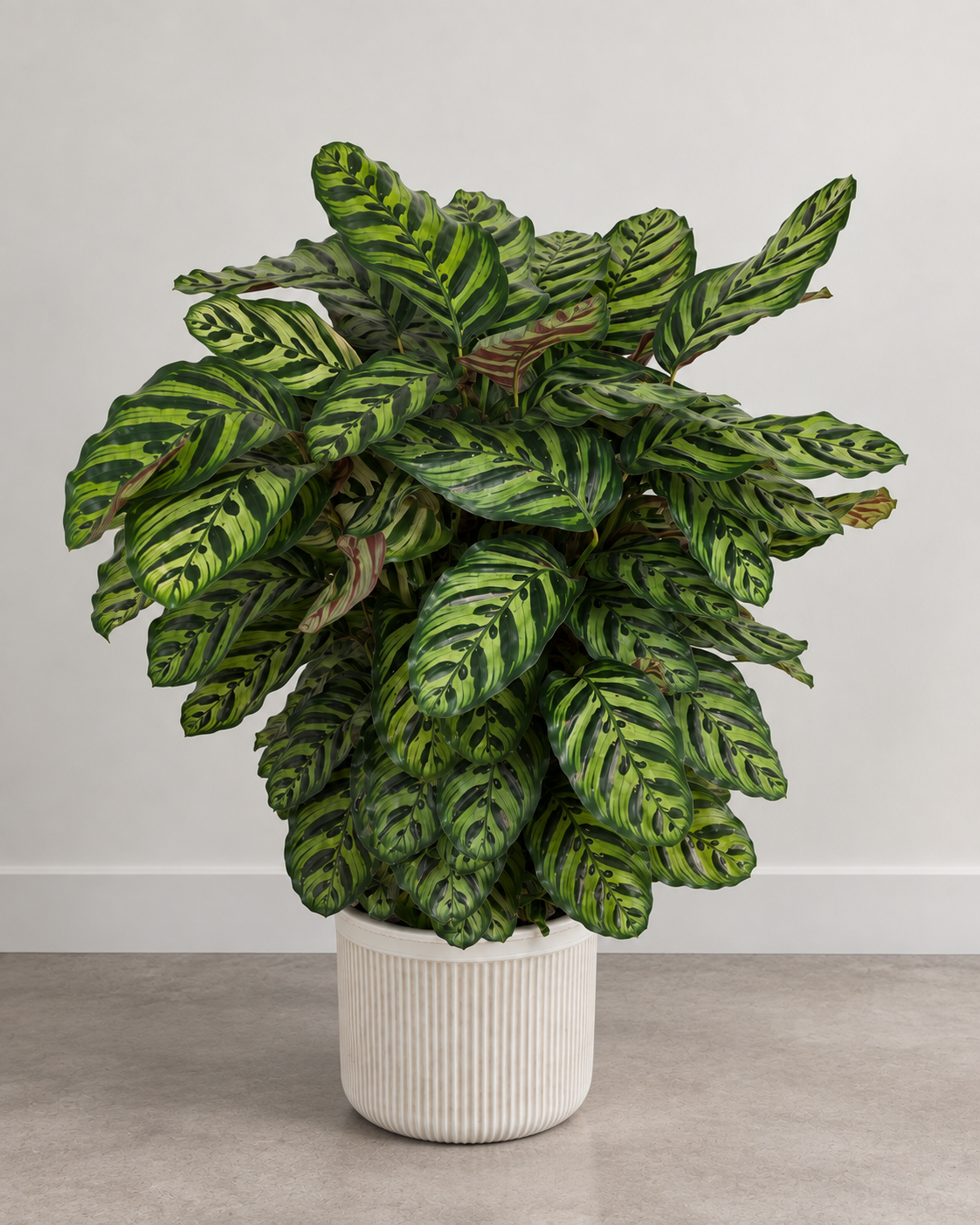 10" Calathea Peacock