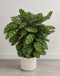10" Calathea Peacock