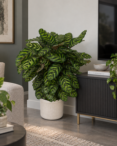 10" Calathea Peacock