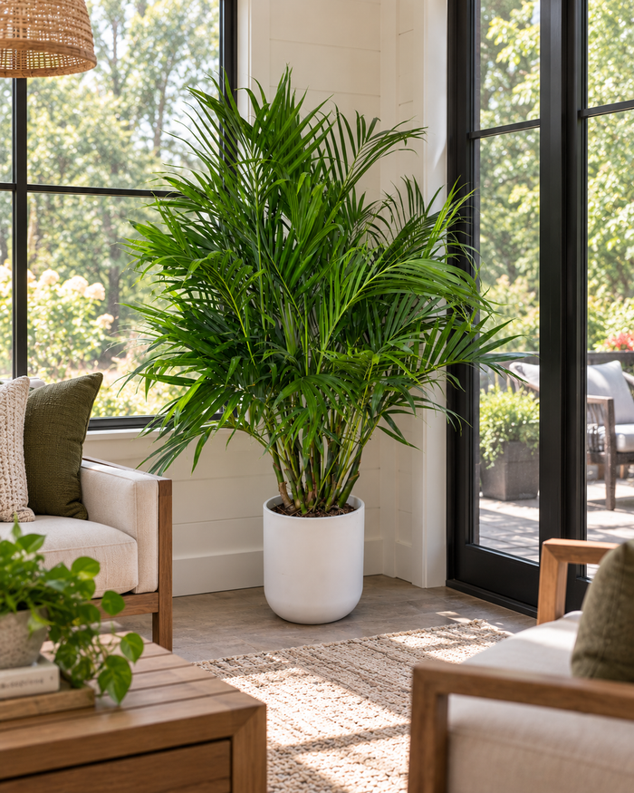 10" Cat Palm