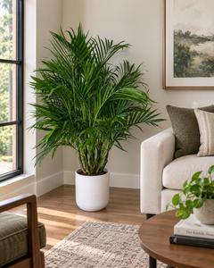 10-inch Cat Palm plant in a living room
