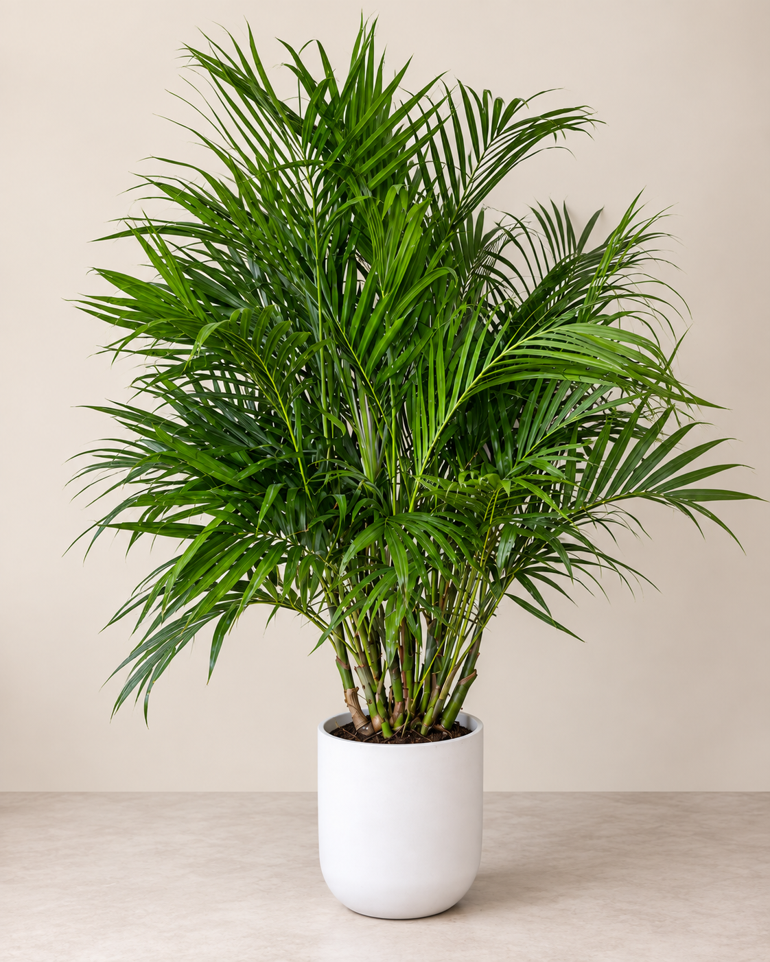 10-inch Cat Palm plant against a neutral background