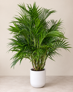 10-inch Cat Palm plant against a neutral background