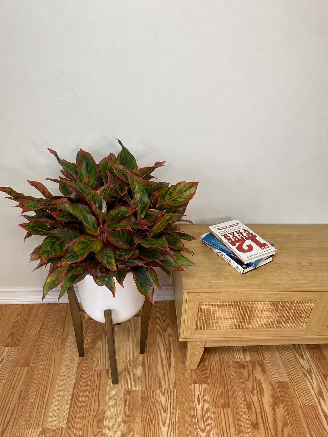 10" Aglaonema Jasper Jones