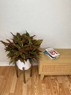 10" Aglaonema Jasper Jones