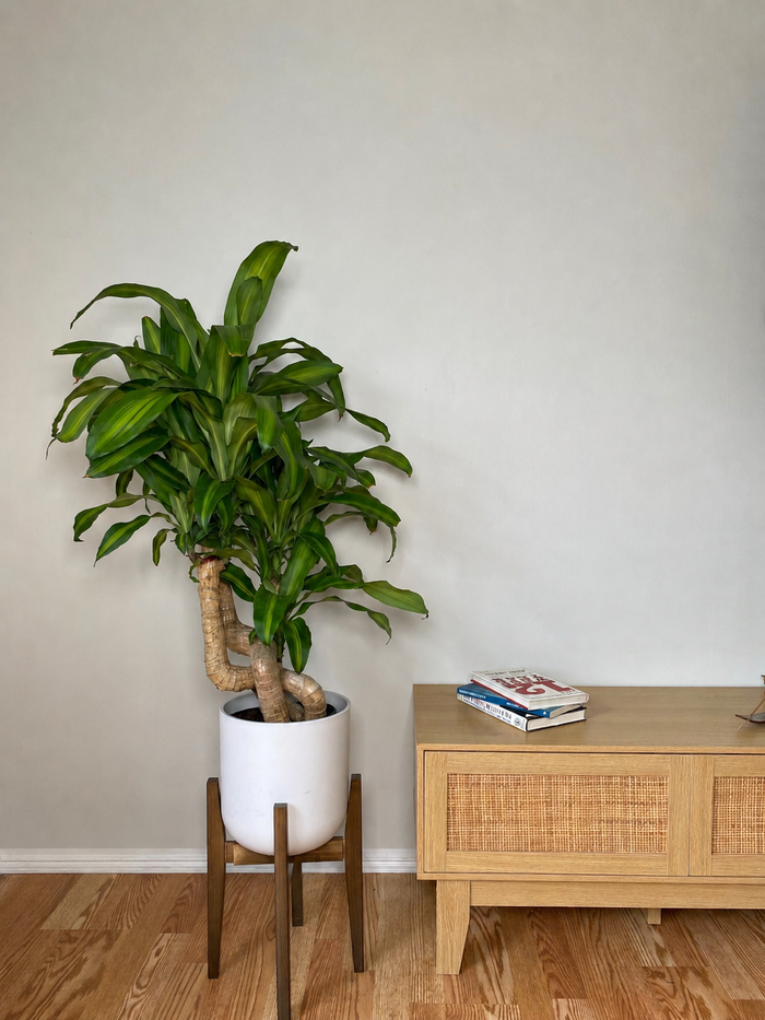8" Dracaena Mass Cane Twist 3 Feet Tall