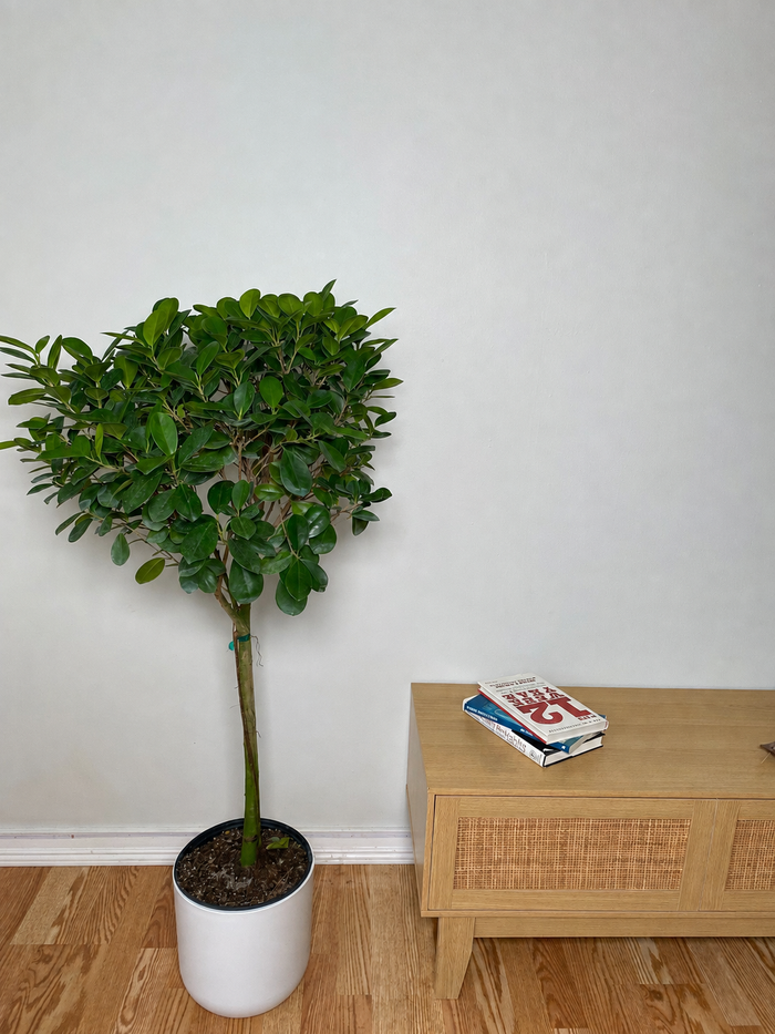 10" Ficus Moclame 4 Feet Tall