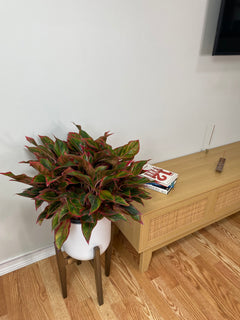 Large Aglaonema Jasper Jones adding vibrant green and silver tropical foliage to a bright contemporary home.