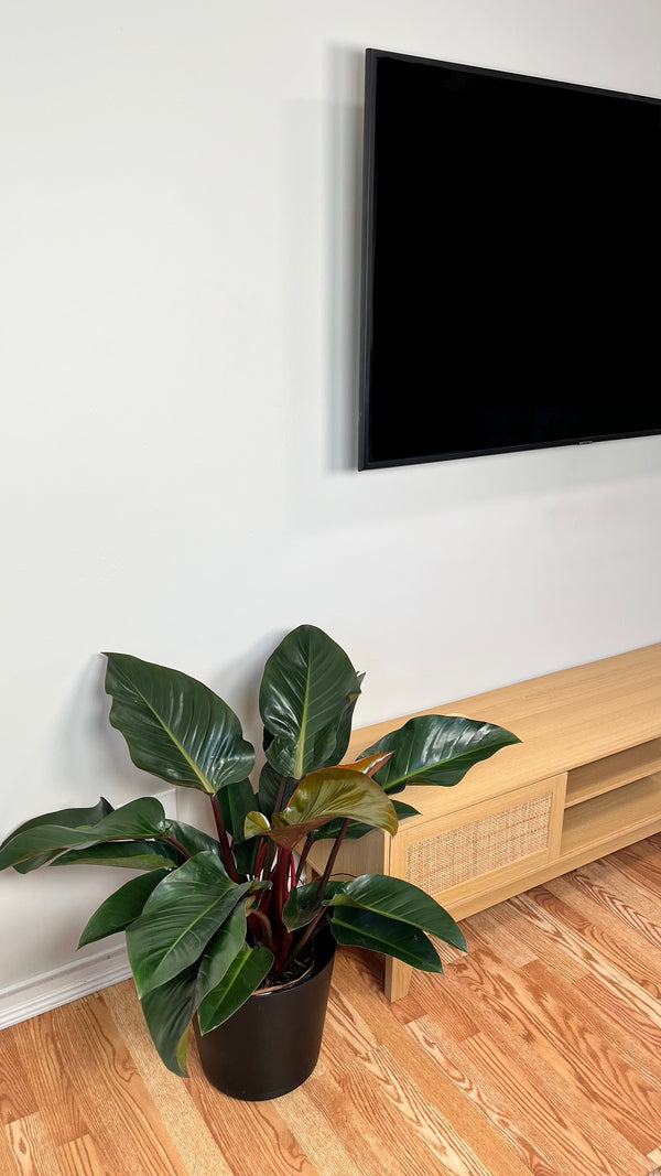 10" Philodendron Congo Red 3 Feet Wide