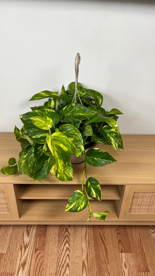 8" Pothos Churchill Gold Hanging Basket