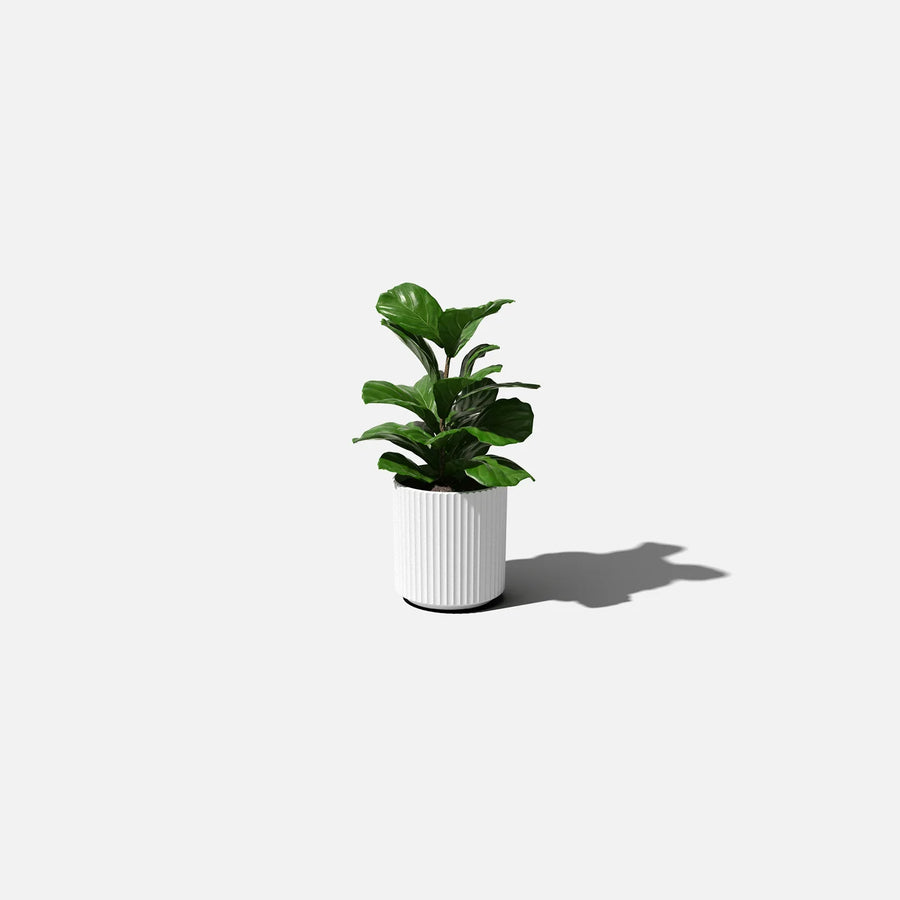 White Demi 12