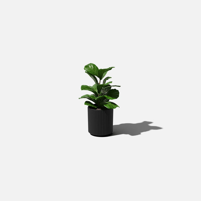 Black Demi 12" Pot