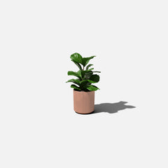 Terra Cotta Demi 12" Pot