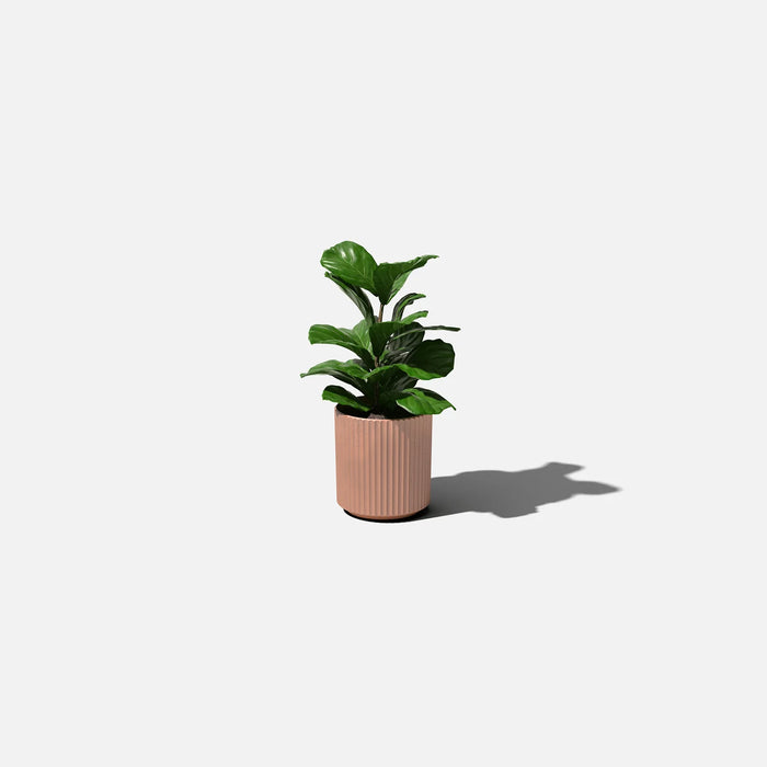 Terra Cotta Demi 12" Pot