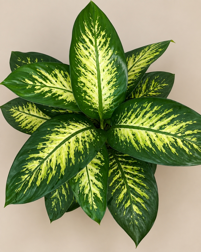 Dieffenbachia Tropic Snow