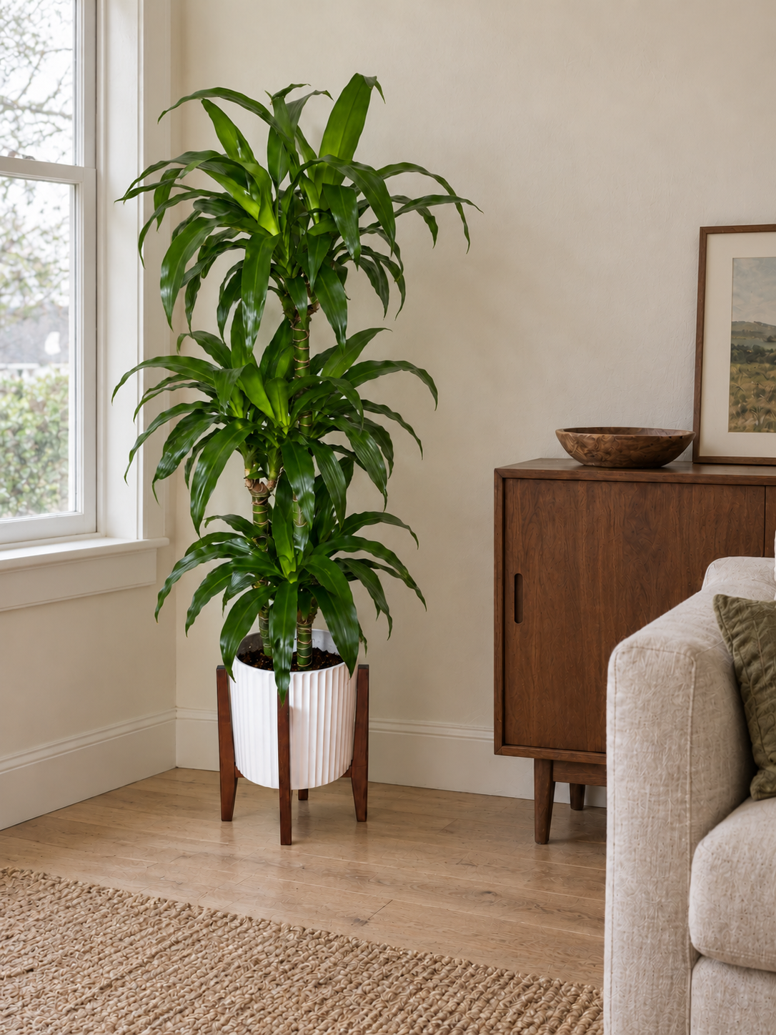 10" Dracaena Lisa / Black Beauty Cane 3-2-1
