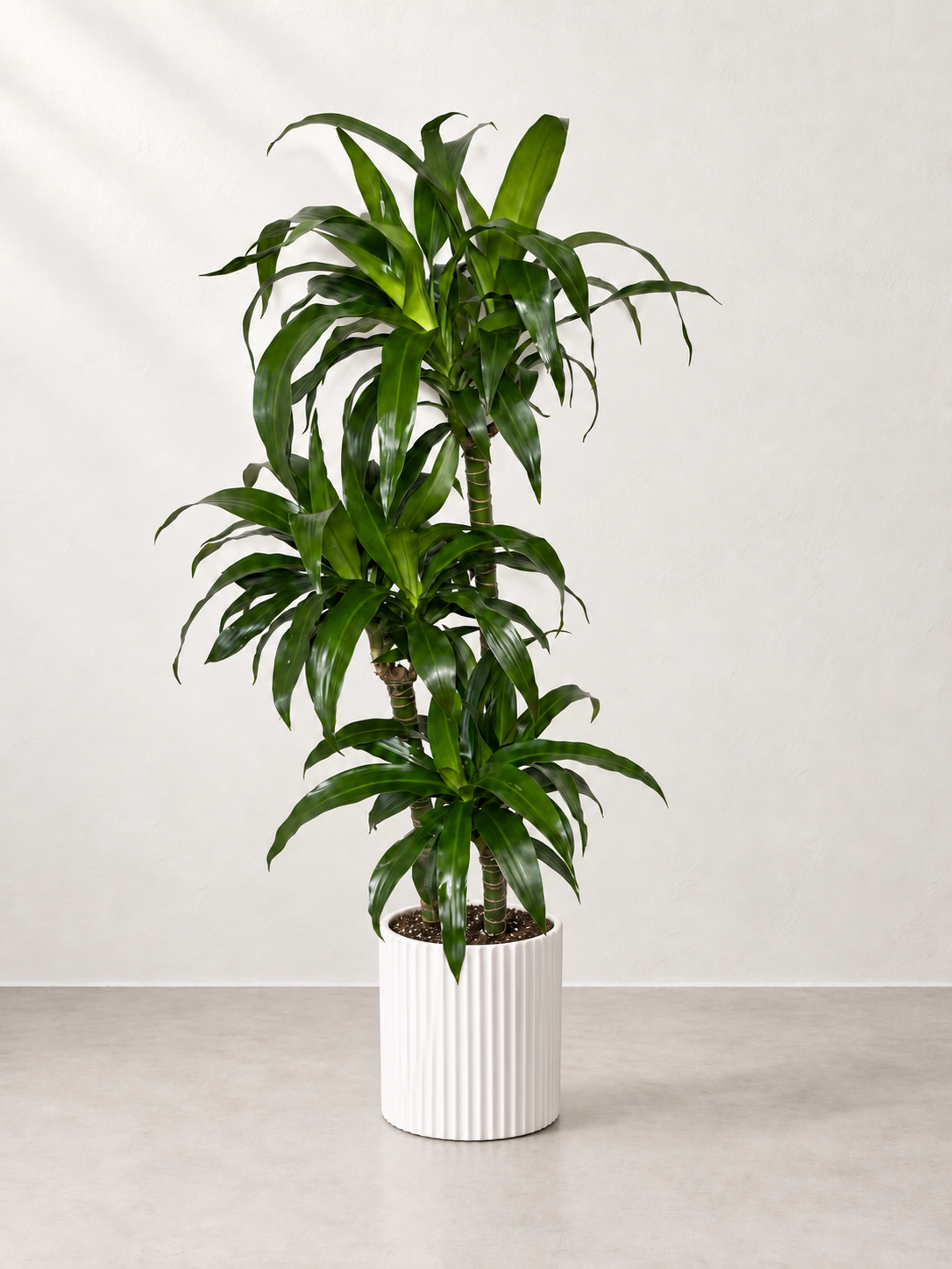 10" Dracaena Lisa / Black Beauty Cane 3-2-1