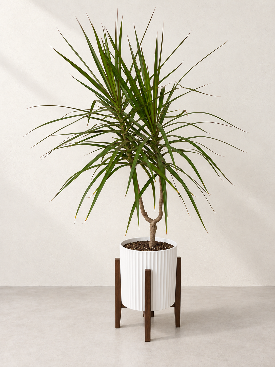 10" Dracaena Marginata Candelabra Cane