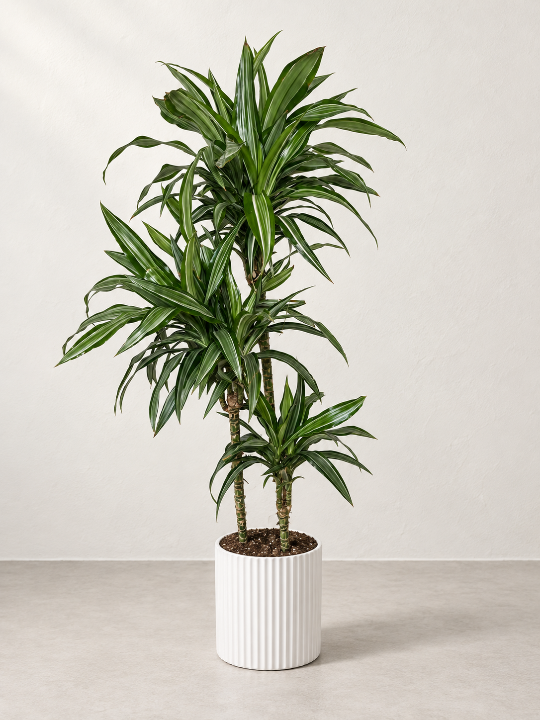 10" Dracaena Warneckii Jumbo Cane 3-2-1