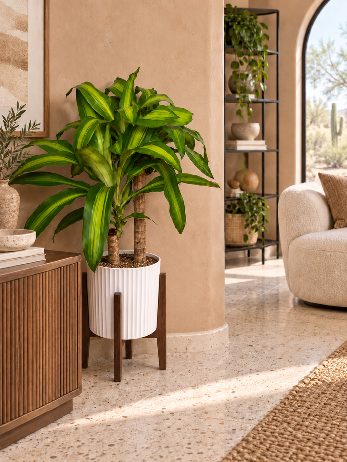 10" Dracaena Mass Cane 2-1