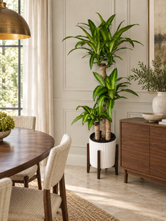 Dracaena Mass Cane plant styled in a dining room