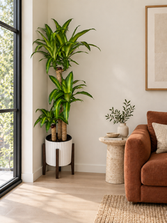 Dracaena Mass Cane plant styled in a living room