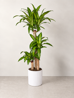 Dracaena Mass Cane plant in white ribbed pot